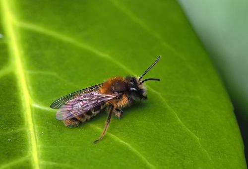 Andrena fulva