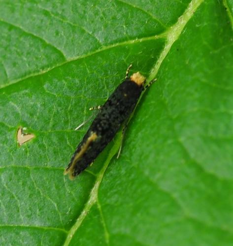 Monopis sp.