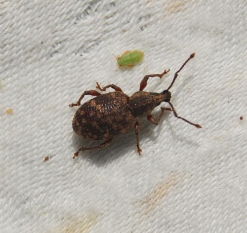 Otiorhynchus sp.