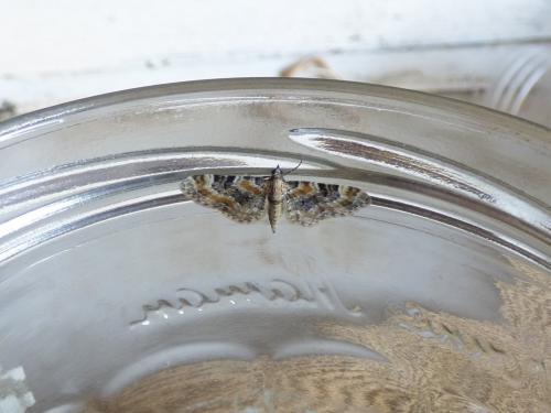 Réf. 229 911 : Eupithecia pulchellata