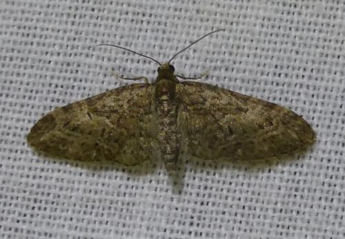 Réf. 229 671 : Eupithecia abbreviata