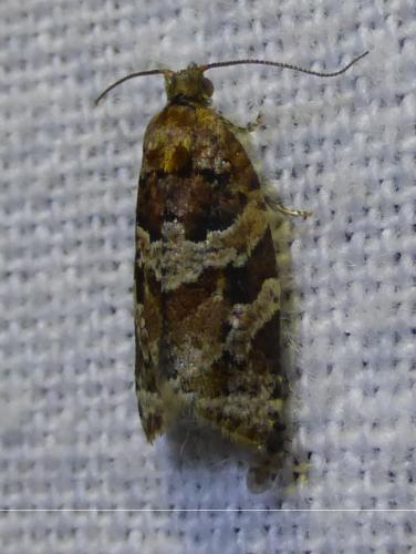 Réf. 229 672 : Argyrotaenia ljungiana