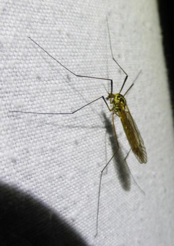 Réf. 229 673 : Nephrotoma appendiculata