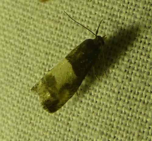 Notocelia cynosbatella