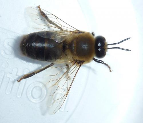 Apis mellifera