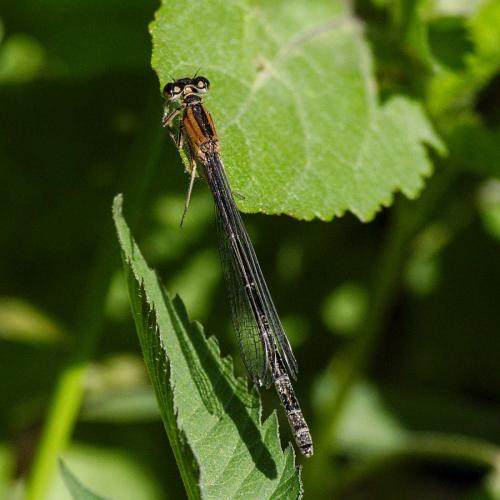 Ischnura elegans