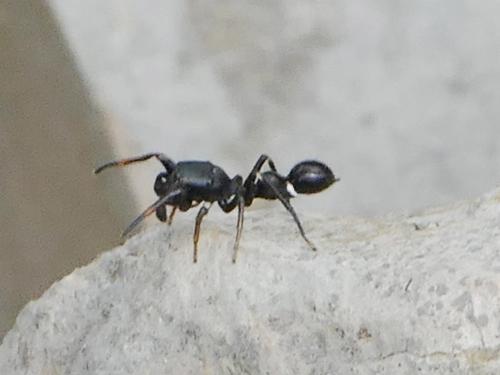 Réf. 229 378 : Leptorchestes sp.