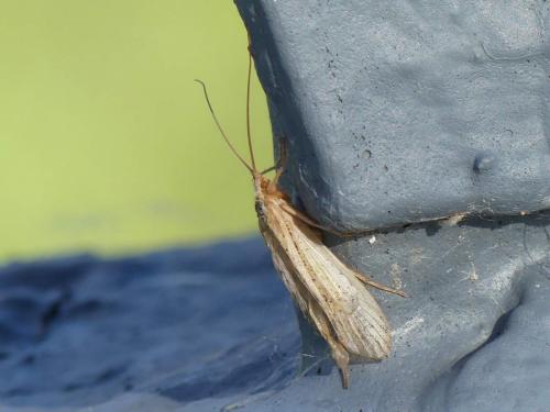 Grammotaulius sp.