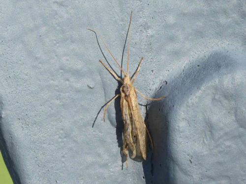 Grammotaulius sp.