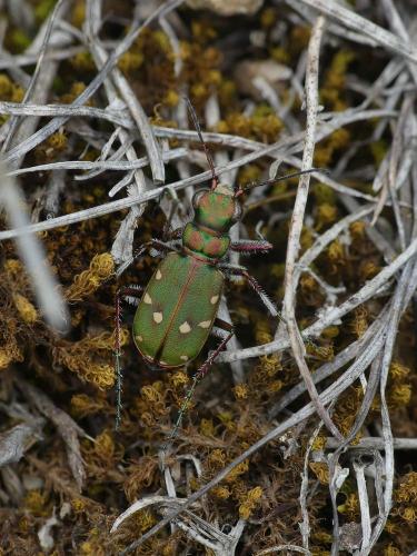 Réf. 229 856 : Cicindela maroccana pseudomaroccana