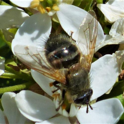 Tachina ursina