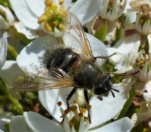 Tachina ursina