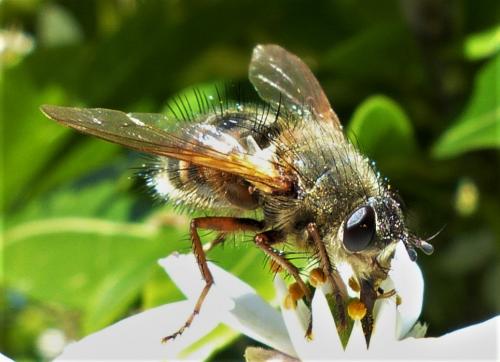 Tachina ursina