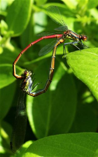 Pyrrhosoma nymphula