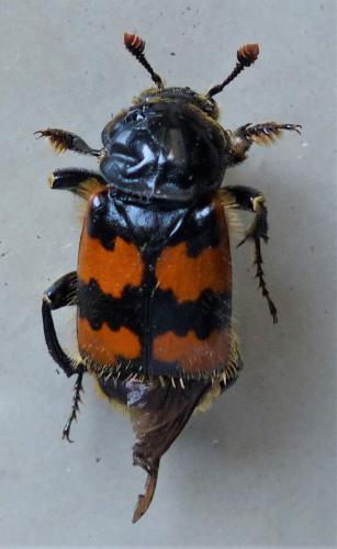 Réf. 229 012 : Nicrophorus vespillo