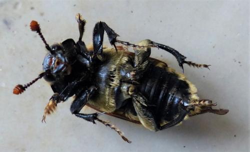 Réf. 229 013 : Nicrophorus vespillo