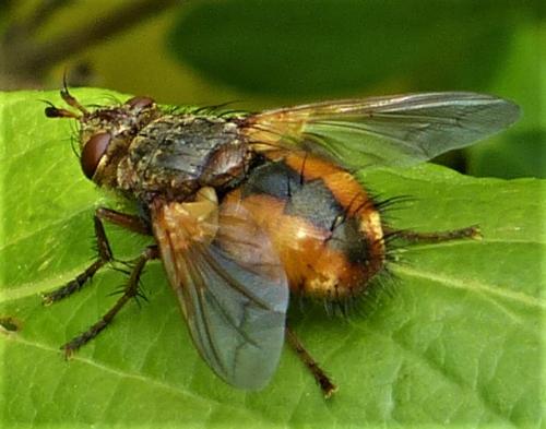 Réf. 229 118 : Tachina magnicornis