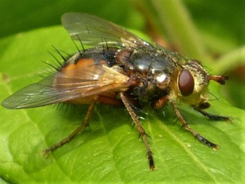 Réf. 229 119 : Tachina magnicornis