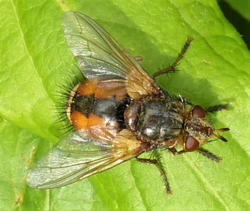 Réf. 229 158 : Tachina magnicornis