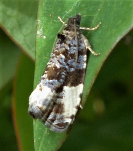 Hedya pruniana