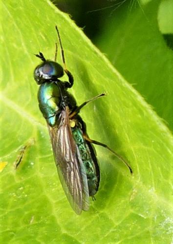 Réf. 229 219 : Chloromyia formosa