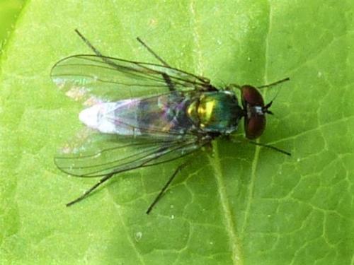 Argyra sp.