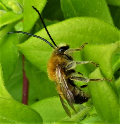 Réf. 229 335 : Eucera sp.