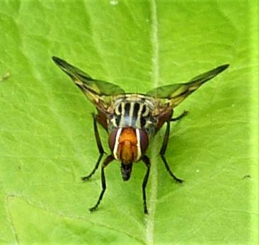 Otites porcus