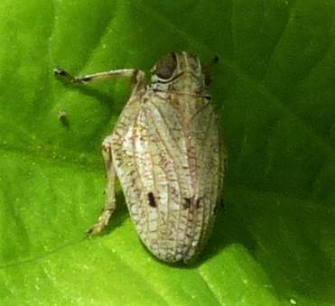 Issus coleoptratus