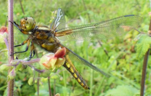 Réf. 229 339 : Libellula depressa