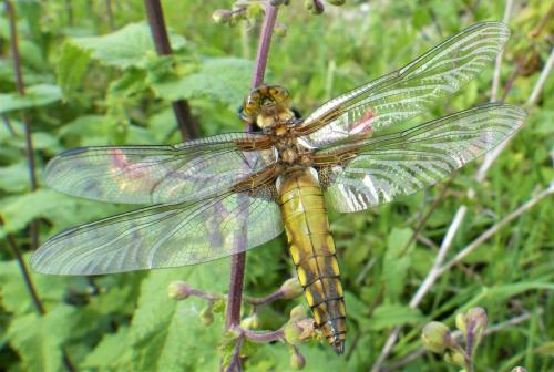 Réf. 229 340 : Libellula depressa