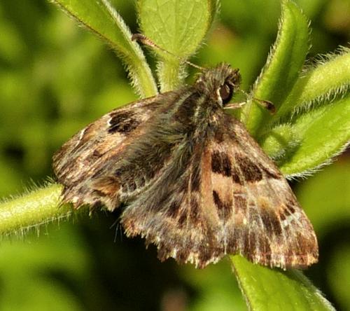 Réf. 229 395 : Carcharodus alceae
