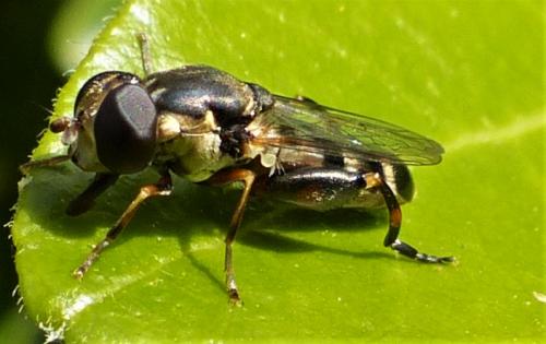 Réf. 229 454 : Syritta pipiens