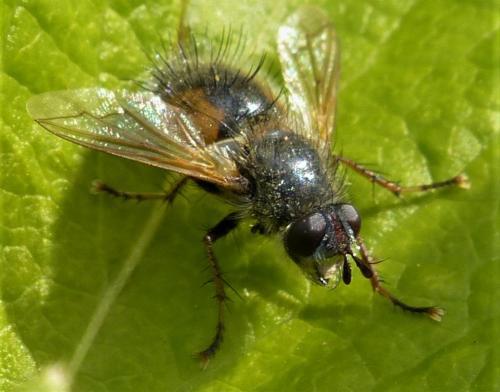 Réf. 229 455 : Tachina lurida