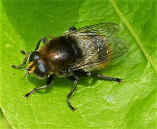 Réf. 229 661 : Merodon equestris