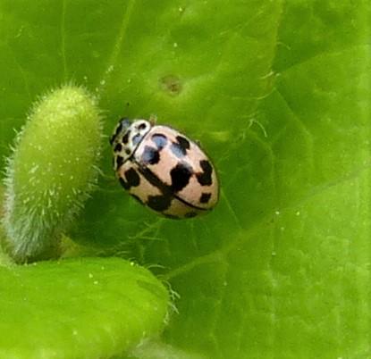 Réf. 229 683 : Oenopia conglobata