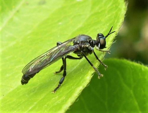 Réf. 229 680 : Dioctria sp.