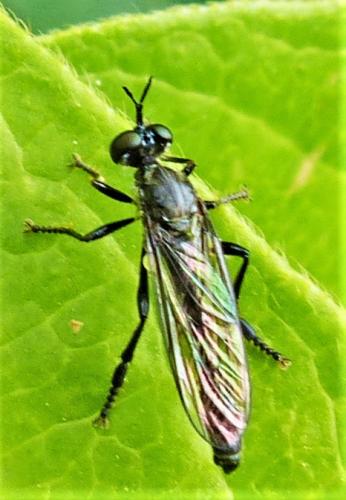 Réf. 229 681 : Dioctria sp.