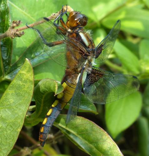 Réf. 229 836 : Libellula depressa