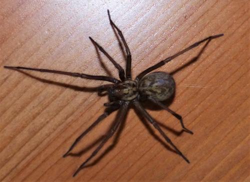 Eratigena sp.