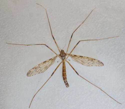 Epiphragma ocellare