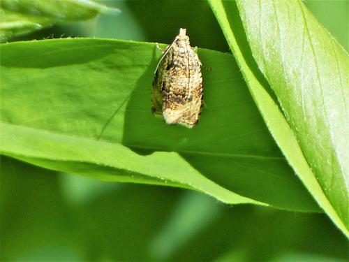 Celypha lacunana
