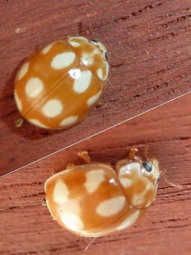 Réf. 229 062 : Calvia decemguttata