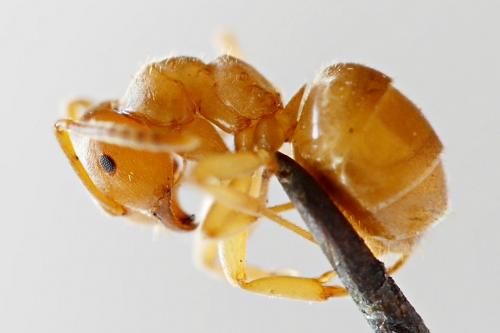 Réf. 229 132 : Lasius sp.