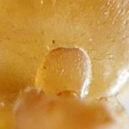 Réf. 229 134 : Lasius sp.