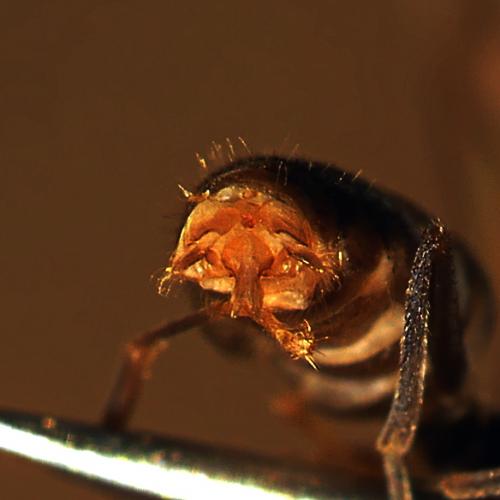 Réf. 229 231 : Lasius sp.
