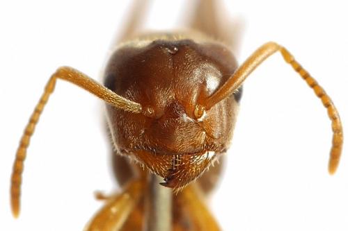 Réf. 229 280 : Lasius sp.