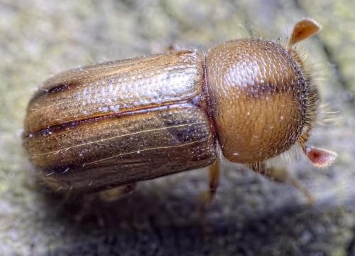 Réf. 229 224 : Trypodendron signatum