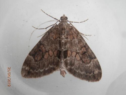 Thera sp.