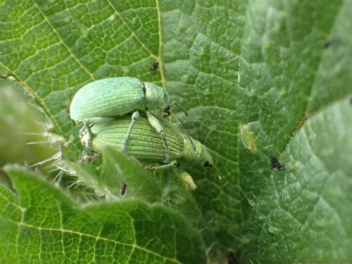Polydrusus planifrons